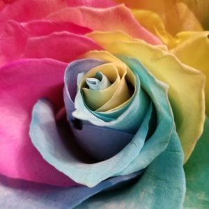 Meet your Posher, Elisa